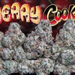 Love Cannabis - Cherry Cookies - Feminized Cannabis Seeds