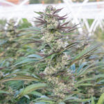 cherry-cookies-feminized-cannabis-seeds