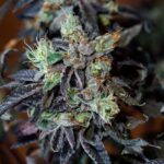 cherry-cookies-feminized-cannabis-seeds