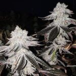 kush-mints-feminized-cannabis-seeds