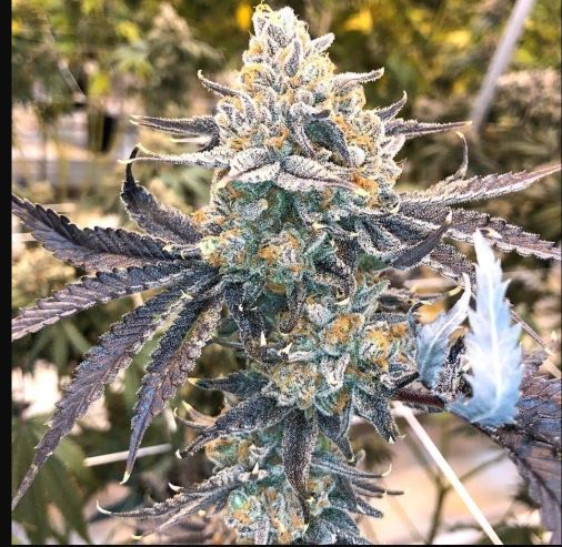 nerdz-aka-nerds-feminized-cannabis-seeds