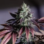 Love Cannabis - Blue Dream (Auto)