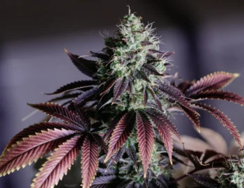 Love Cannabis - Blue Dream (Auto)