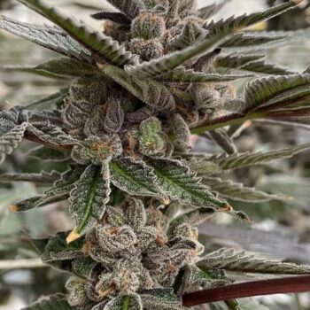 Love Cannabis - Gelato (Auto)