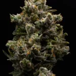 lemon-tree-feminized-cannabis-seeds2