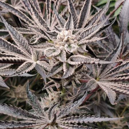 lemon-tree-auto-feminized-cannabis-seeds
