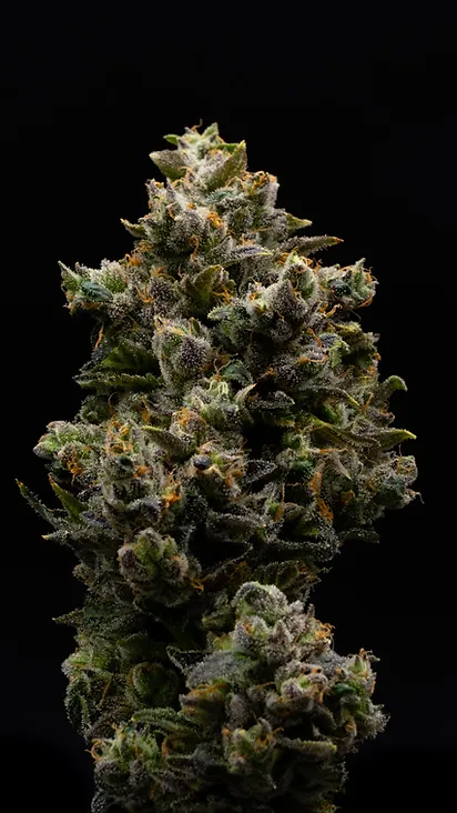 lemon-tree-auto-feminized-cannabis-seeds