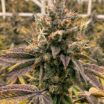 lemon-tree-feminized-cannabis-seeds2