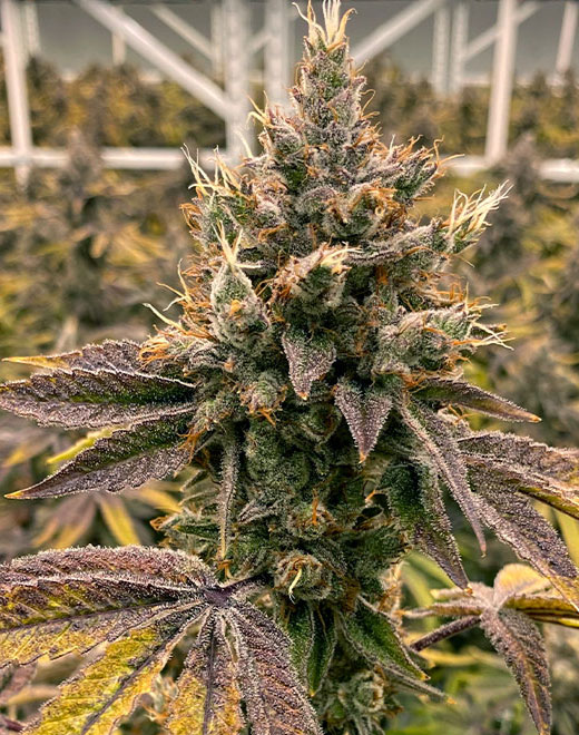 lemon-tree-auto-feminized-cannabis-seeds2