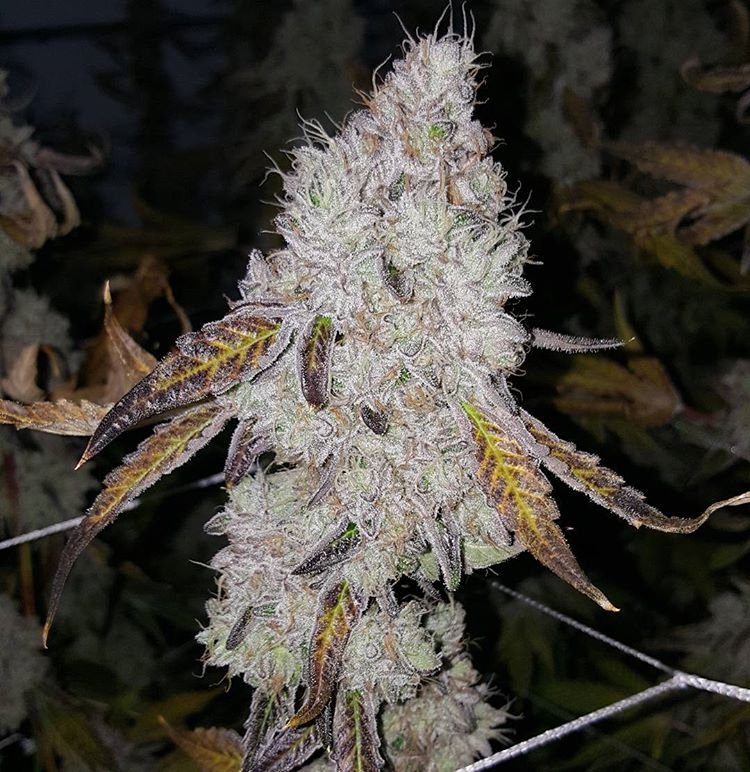 wedding-cake-auto-feminized-cannabis-seeds2