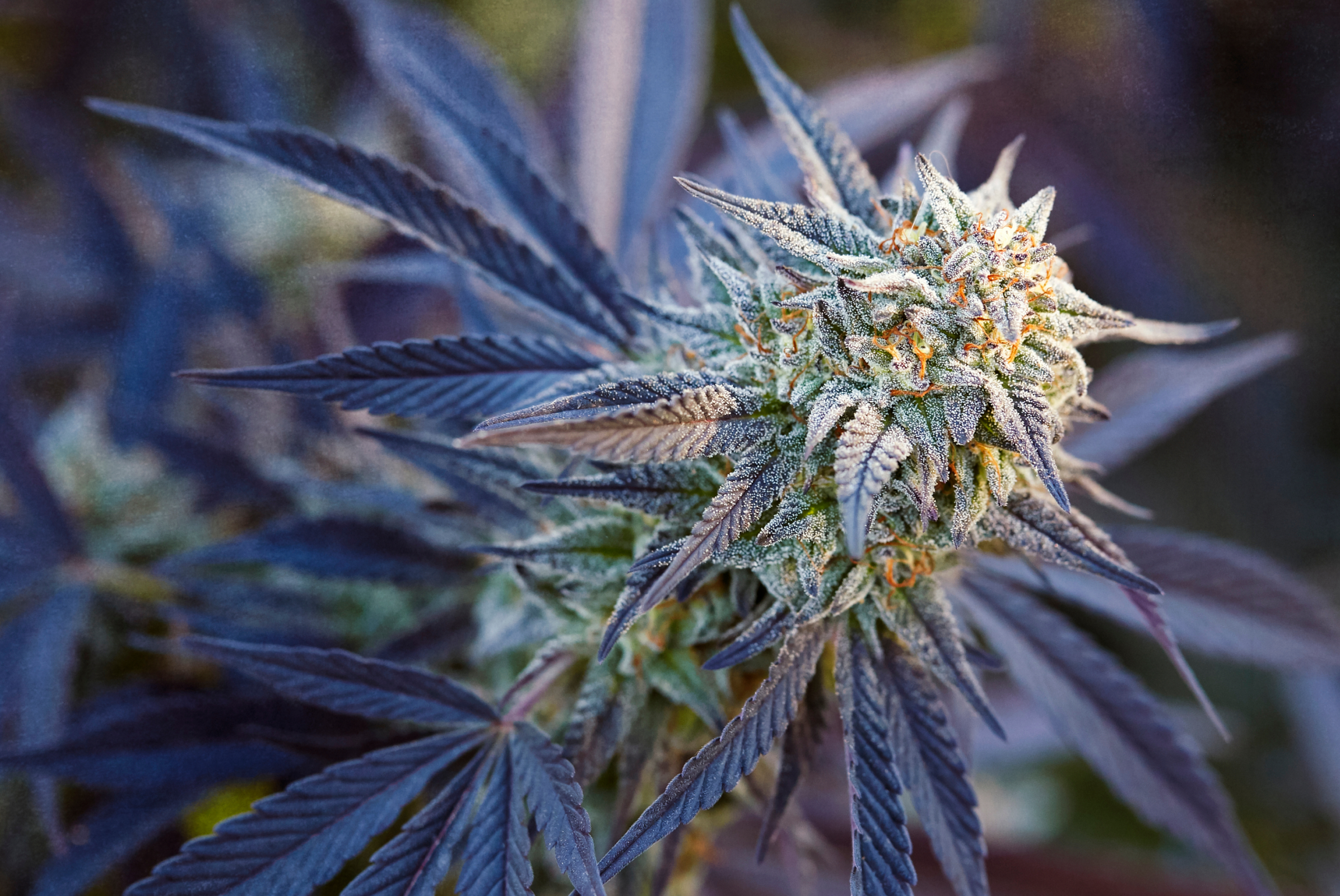 wedding-cake-auto-feminized-cannabis-seeds23jpg