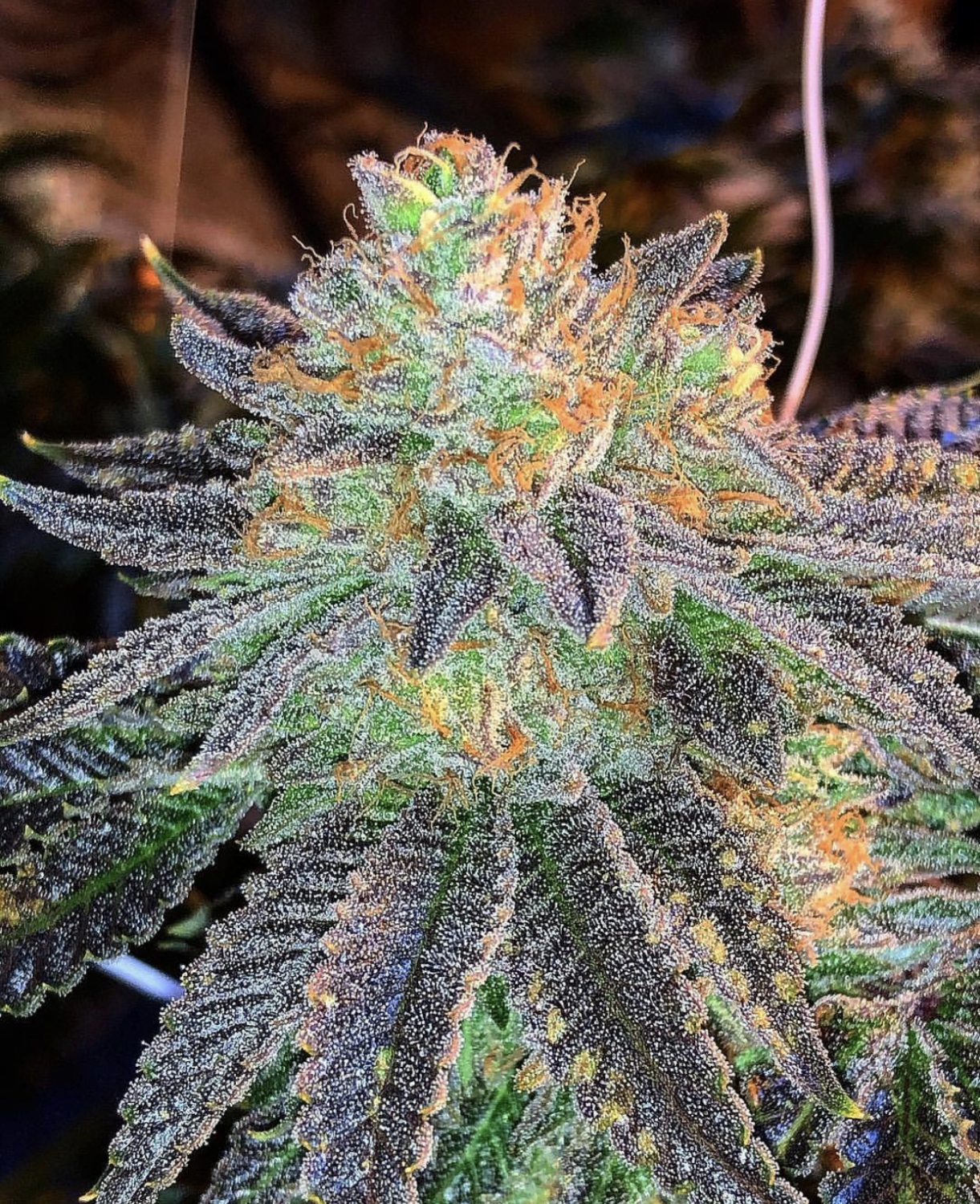 zkittlez-auto-feminized-cannabis-seeds