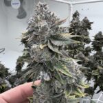 buy-apple-fritters-seeds-feminized-cannabis-seeds-strain