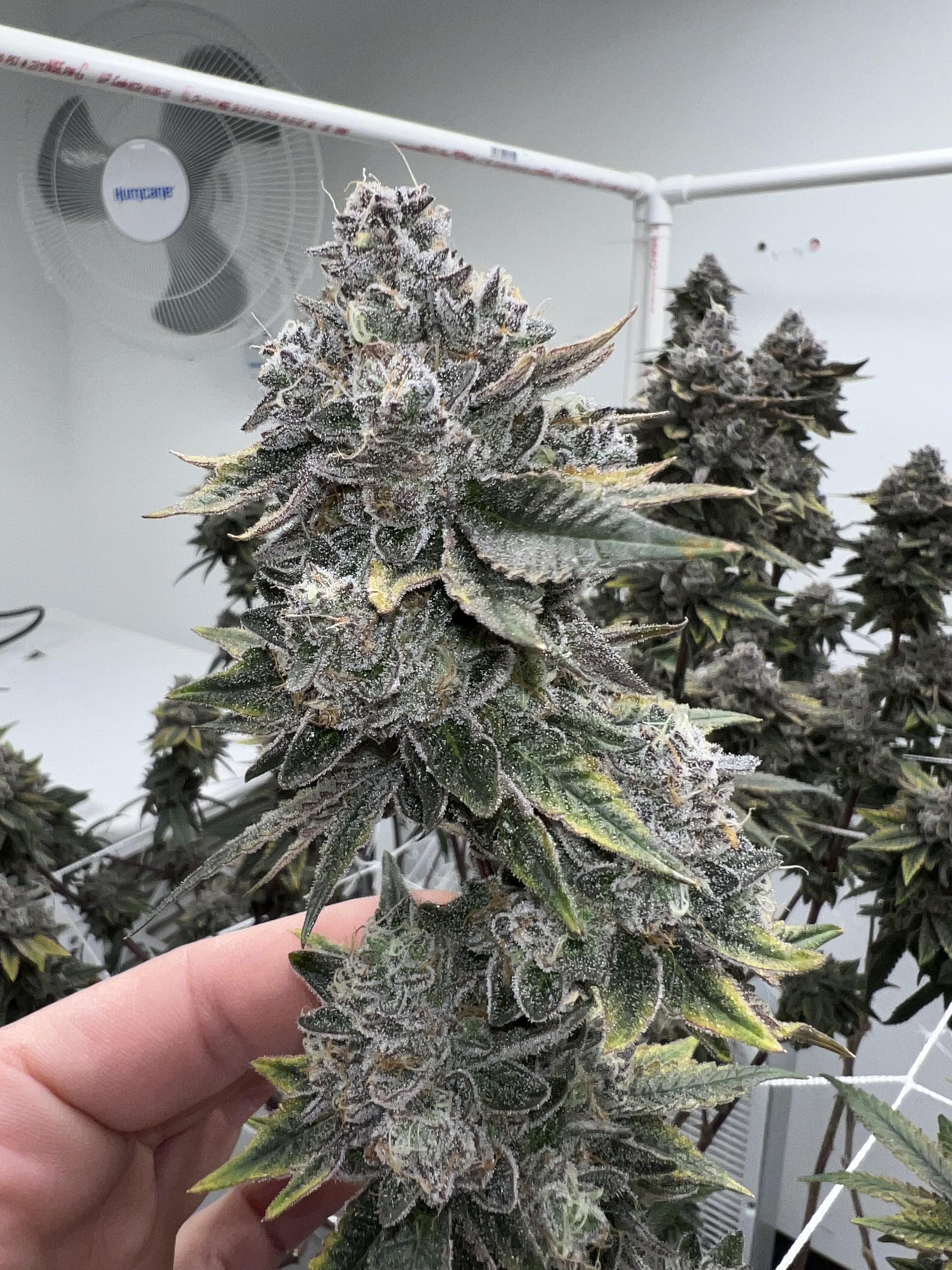 apple-fritters-feminized-cannabis-seeds-scaled-1