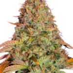Love Cannabis - Banana Zkittlez - Feminized Cannabis Seeds