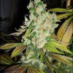 banana-zkittlez-feminized-cannabis-seeds