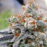 Love Cannabis - Birthday Cake - Feminized Cannabis Seeds