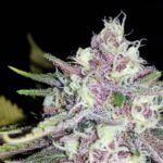 black-cherry-soda-feminized-cannabis-seeds2