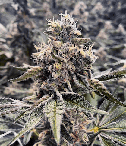 buy-apple-fritters-seeds-feminized-cannabis-seeds-strain