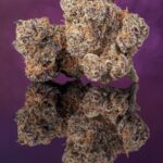 oreoz-feminized-cannabis-seed2-scaled-1