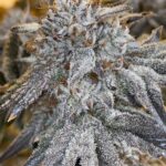 oreoz-feminized-cannabis-seed2-scaled-1