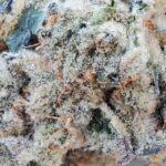 oreoz-feminized-cannabis-seed2-scaled-1