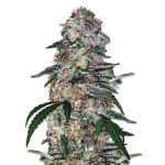 Blue Dream Autoflowering cannabis seeds