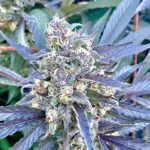 Love Cannabis - Black Apple - Feminized Cannabis Seeds