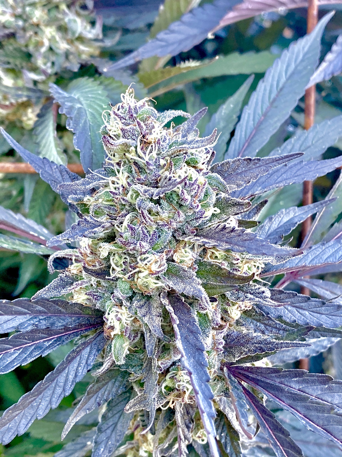 black-apple-hitchcock-feminized-cannabis-seeds