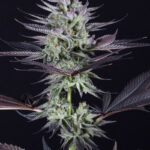 buy-blue-grape-fuel-feminized-cannabis-seeds