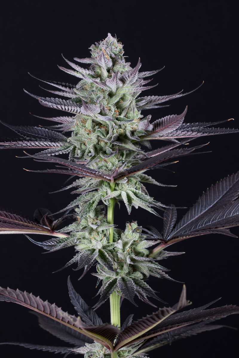 buy-blue-grape-fuel-feminized-cannabis-seeds