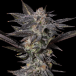 Pink-Rozay-feminized-cannabis-seeds