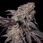 Pink-Rozay-feminized-cannabis-seeds