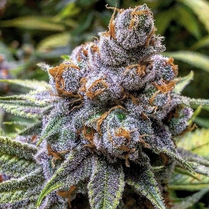 pinkman-goo-feminized-cannabis-seeds-2